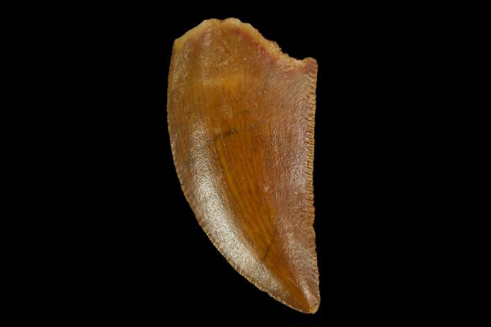 Serrated, Raptor Tooth - Real Dinosaur Tooth #115938